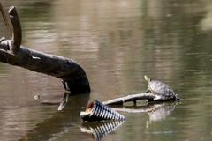 Trachemys hartwegi