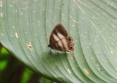 Euptychiina