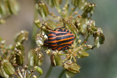 Graphosoma italicum