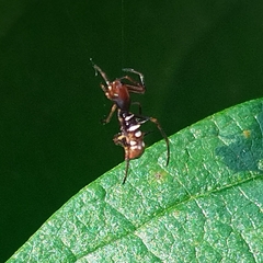 Micrathena