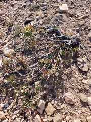 Vaccinium uliginosum