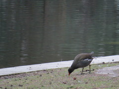 Gallinula chloropus