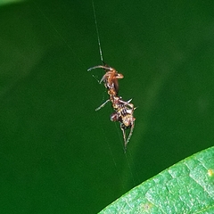Micrathena