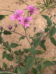 Palafoxia sphacelata