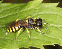 Ectemnius cephalotes