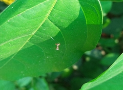 Micrathena