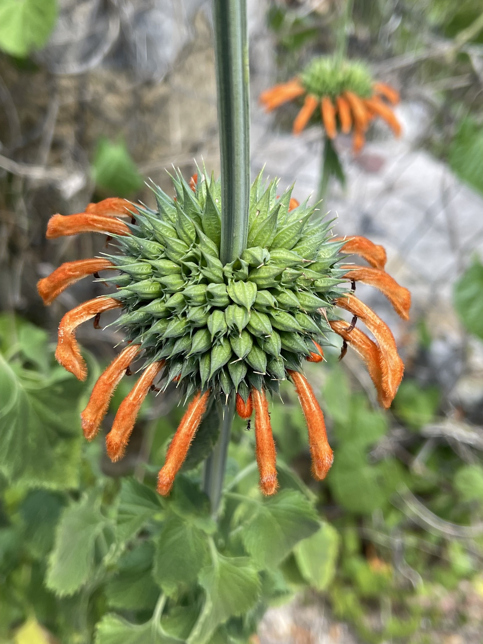 Leonotis nepetifolia