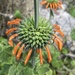 Lion's Ear - Photo (c) miguel-de-scamps_mx, some rights reserved (CC BY-NC)