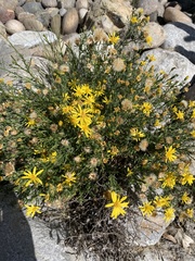Senecio flaccidus