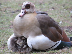 Alopochen aegyptiaca