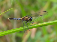 Erythrodiplax unimaculata