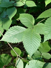 Stigmella apicialbella