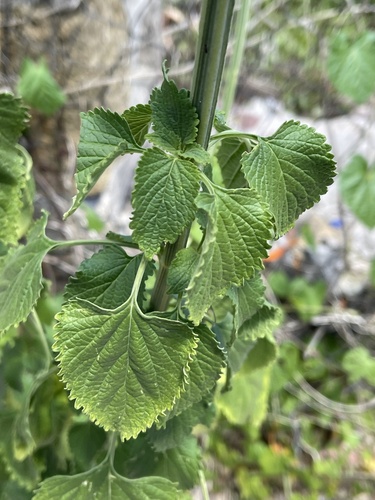 lion's ear
