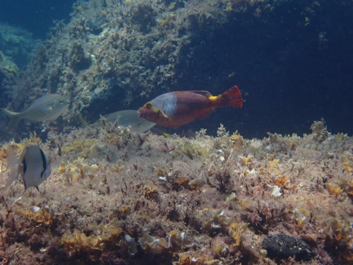 Papigača (Sparisoma cretense)