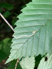 Stigmella apicialbella
