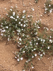 Euploca convolvulacea