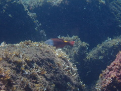 Sparisoma cretense