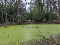 Emydoidea blandingii