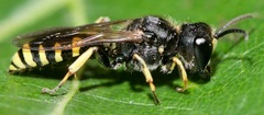 Ectemnius cephalotes