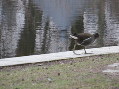 Gallinula chloropus
