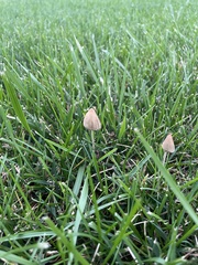 Conocybe apala