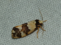 Philenora aspectalella