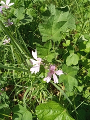 Malva thuringiaca