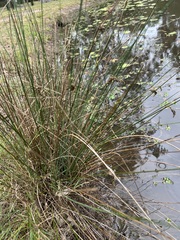Juncus acutus