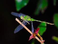 Erythemis vesiculosa