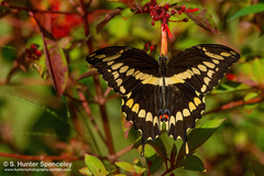 Heraclides cresphontes