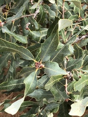 Quercus havardii