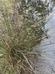 Juncus acutus
