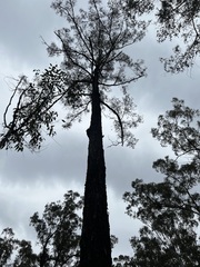 Eucalyptus siderophloia