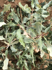 Quercus havardii