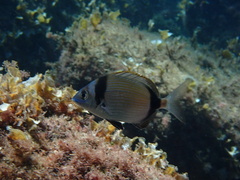 Diplodus vulgaris