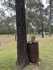 Eucalyptus siderophloia