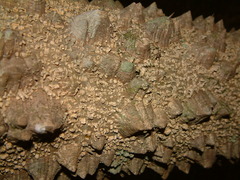 Zanthoxylum clava-herculis