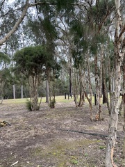 Melaleuca irbyana