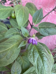 Capsicum pubescens