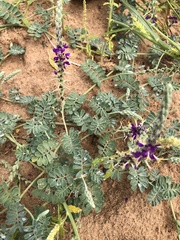 Dalea lanata