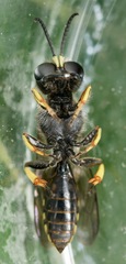 Ectemnius cephalotes