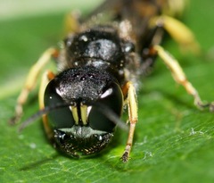 Ectemnius cephalotes