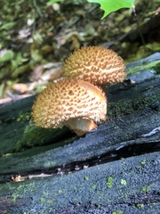 Pholiota
