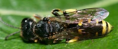 Ectemnius cephalotes