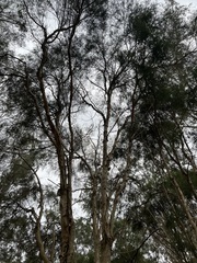 Melaleuca irbyana