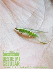 Chrysopodes