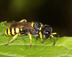 Ectemnius cephalotes
