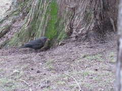 Turdus merula
