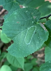 Phyllonorycter lucetiella