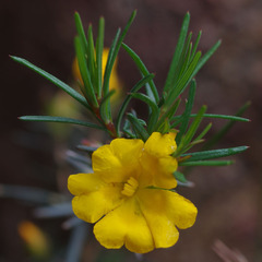 Hibbertia aurea